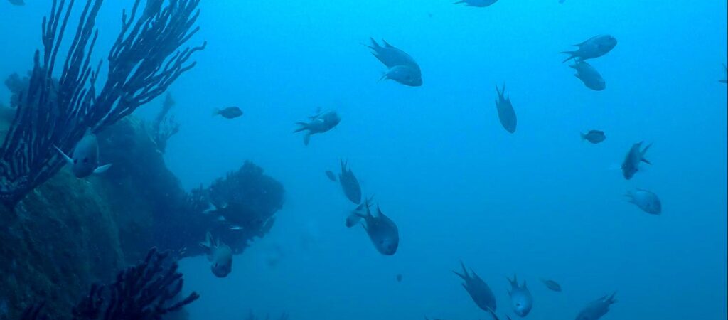 サムネイル：赤沢ファンダイブ