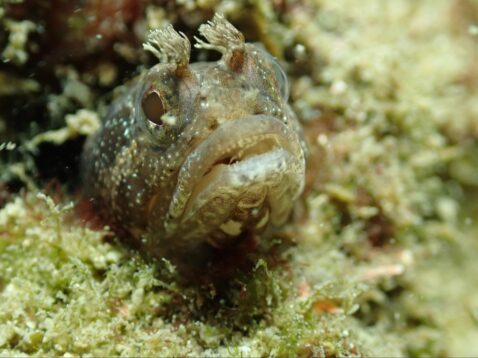 サムネイル：海鮮丼を巡りに城ヶ島へ！！