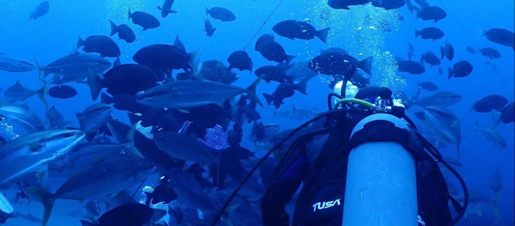 サムネイル:ジョーズの世界を海で感じようFD
