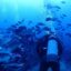 サムネイル：ジョーズの世界を海で感じようFD