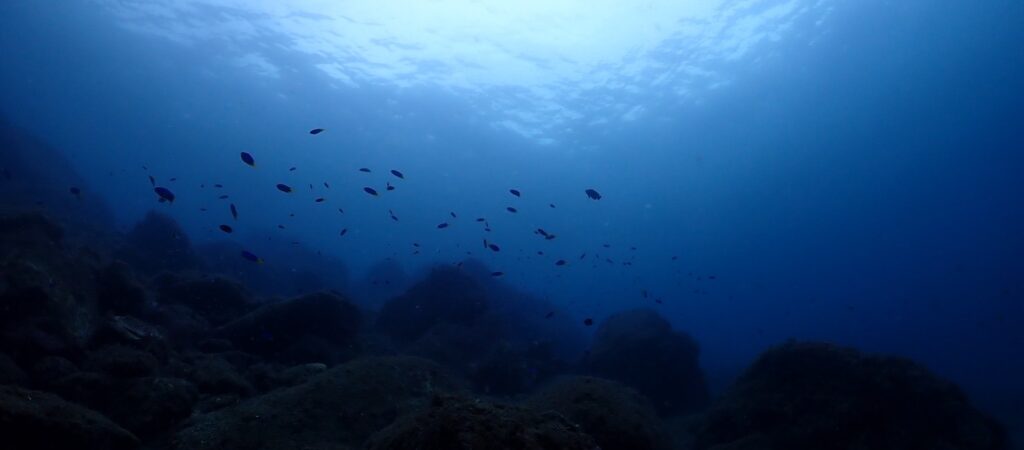 サムネイル：マクロで撮りまくろ！in 葉山