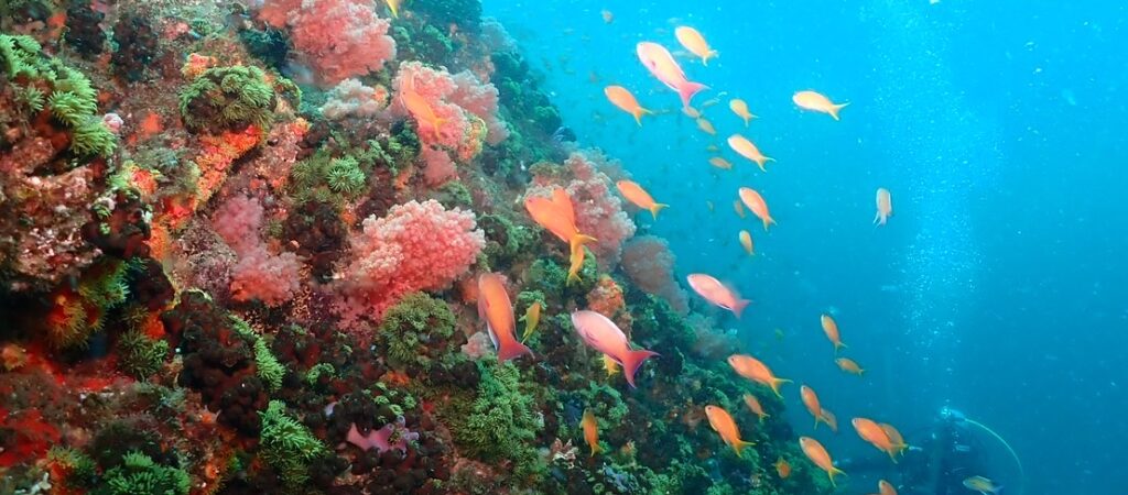 サムネイル:伊東FD