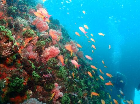 サムネイル：伊東FD