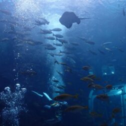 水族館ファンダイブ🐬