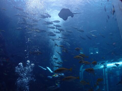 サムネイル：水族館ファンダイブ🐬