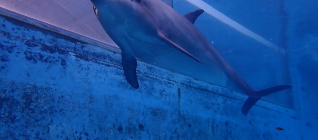 サムネイル：イルカと一緒に泳ごうファンダイブ